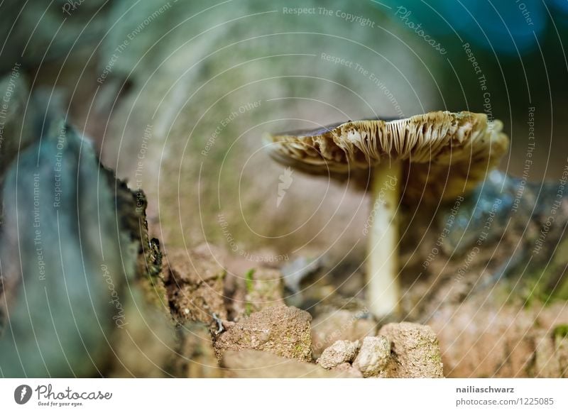 Pilze im Herbstwald Umwelt Natur Pflanze Moos Wald Wachstum schön natürlich wild blau gelb friedlich Einsamkeit waldpilz boden herbstlich feucht Farbfoto