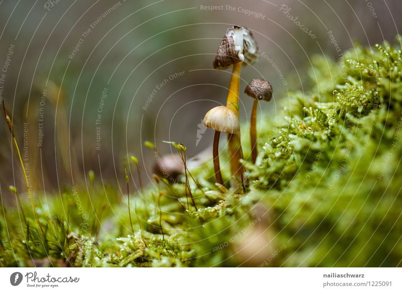 Pilze im Herbstwald Umwelt Natur Baum Moos Blatt Wald Wachstum einfach natürlich grün friedlich rein waldpilz boden herbstlich feucht Farbfoto Außenaufnahme