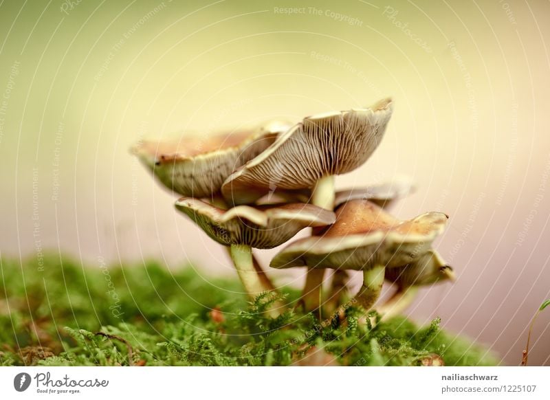 Pilze im Herbstwald Natur Pflanze Moos Blatt Wald Wachstum einfach Fröhlichkeit frisch lecker natürlich positiv mehrfarbig grün Reinheit Zusammenhalt waldpilz