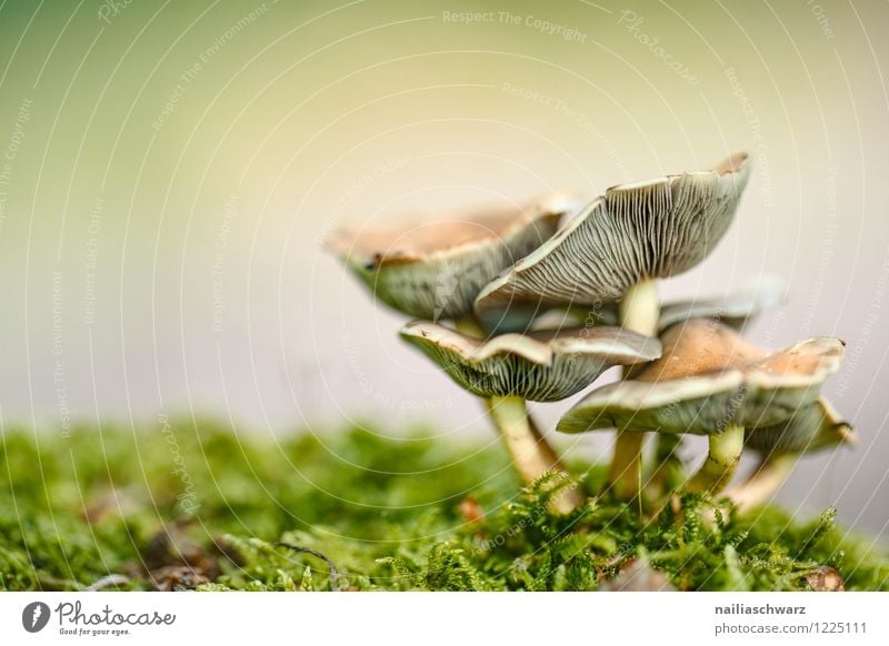 Pilze im Herbstwald Umwelt Natur Baum Moos Blatt Wald Wachstum lecker natürlich schön braun gelb grün friedlich waldpilz boden herbstlich feucht Farbfoto