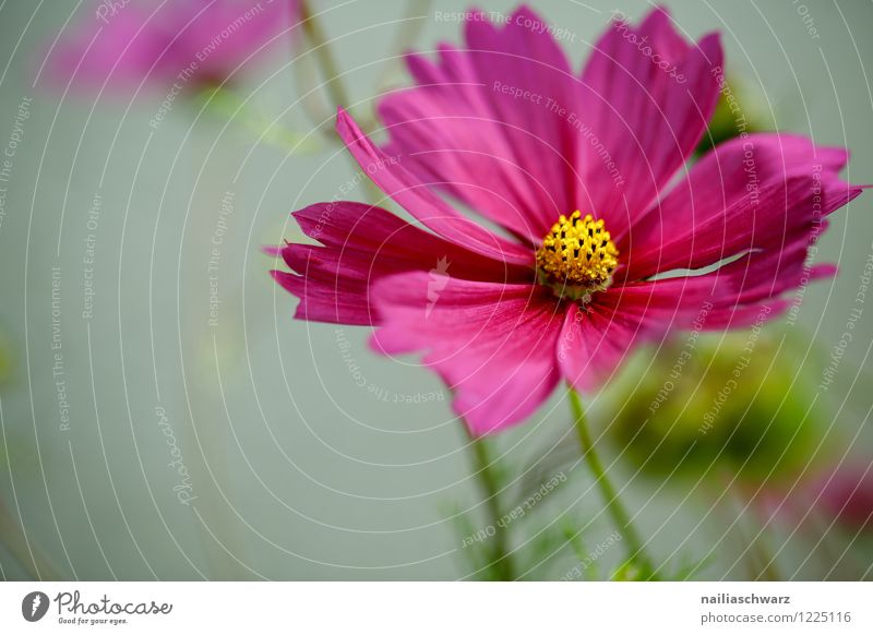 Cosmos bipinnatus Umwelt Natur Pflanze Frühling Sommer Blume Blüte Nutzpflanze Schmuckkörbchen Garten Park Wiese Feld Blühend Wachstum Duft frisch schön