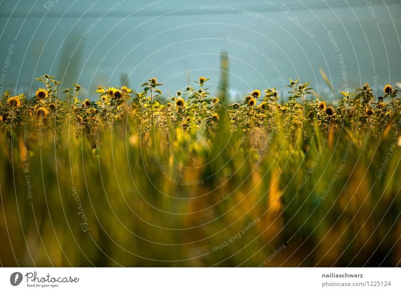 Feld mit Sonnenblumen Sommer Landwirtschaft Forstwirtschaft Umwelt Natur Pflanze Blume Blüte Nutzpflanze Blühend Wachstum authentisch natürlich schön viele blau