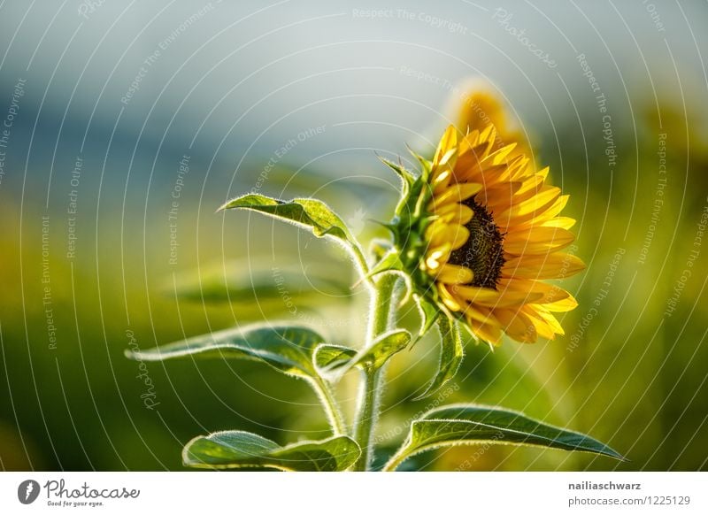 Feld mit Sonnenblumen Sommer Umwelt Natur Landschaft Pflanze Herbst Schönes Wetter Blume Nutzpflanze Hügel Blühend Wachstum natürlich viele blau gelb grün