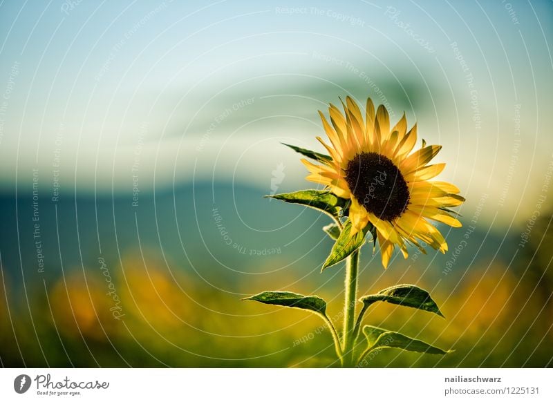 Feld mit Sonnenblumen Sommer Umwelt Natur Landschaft Pflanze Blume Nutzpflanze Garten Berge u. Gebirge Blühend Wachstum Freundlichkeit natürlich schön viele