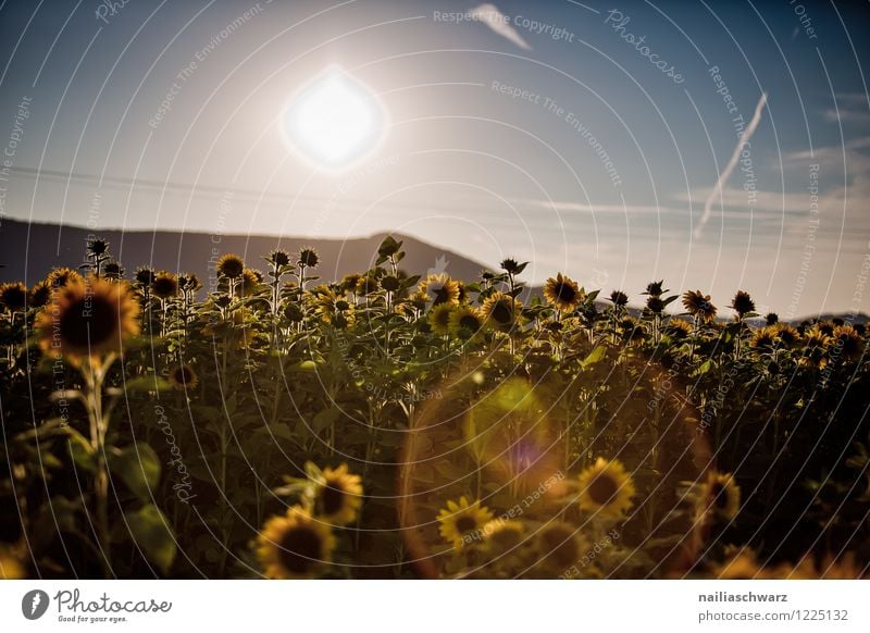 Feld mit Sonnenblumen Sommer Umwelt Landschaft Pflanze Herbst Blume Nutzpflanze Hügel Blühend Wachstum Ferne natürlich schön viele blau gelb grün Romantik