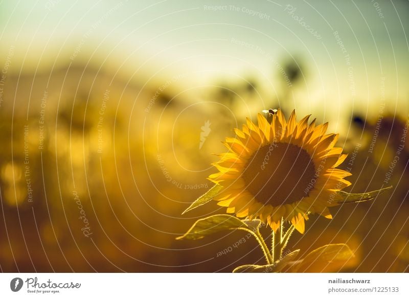 Feld mit Sonnenblumen Sommer Natur Pflanze Schönes Wetter Blume Blüte Nutzpflanze Berge u. Gebirge Blühend Wachstum natürlich positiv schön viele gelb Kraft