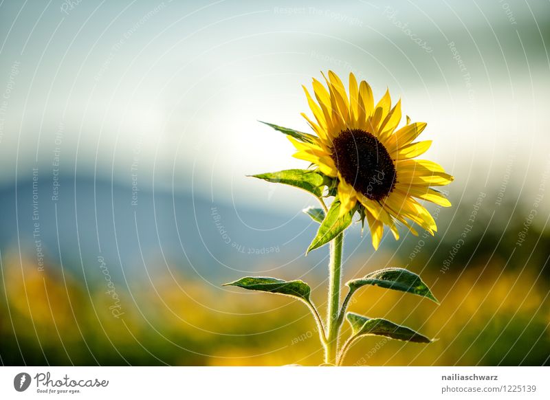 Feld mit Sonnenblumen Sommer Natur Landschaft Pflanze Schönes Wetter Blume Nutzpflanze Berge u. Gebirge Blühend leuchten Wachstum natürlich schön viele blau