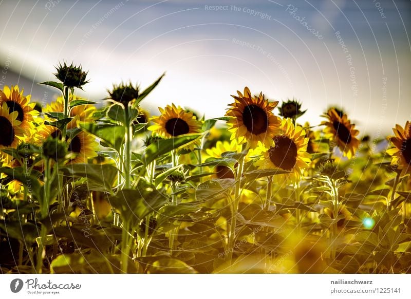 Feld mit Sonnenblumen Sommer Umwelt Natur Landschaft Pflanze Himmel Horizont Blume Nutzpflanze Blühend Duft Wachstum natürlich schön viele blau gelb grün