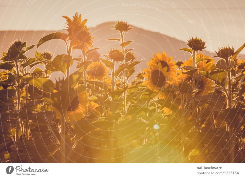 Feld mit Sonnenblumen Sommer Natur Landschaft Pflanze Blume Blüte Grünpflanze Nutzpflanze Hügel Blühend Wachstum Unendlichkeit schön viele braun gelb friedlich