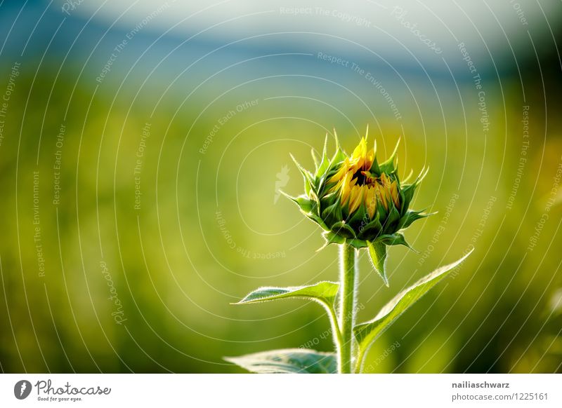 Feld mit Sonnenblumen Sommer Umwelt Natur Landschaft Pflanze Horizont Blume Blüte Nutzpflanze Berge u. Gebirge Fröhlichkeit natürlich schön viele blau gelb