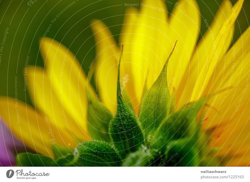 Sonnenblume Sommer Landwirtschaft Forstwirtschaft Umwelt Natur Pflanze Blume Nutzpflanze Garten Park Feld Blühend Wachstum frisch Gesundheit natürlich schön