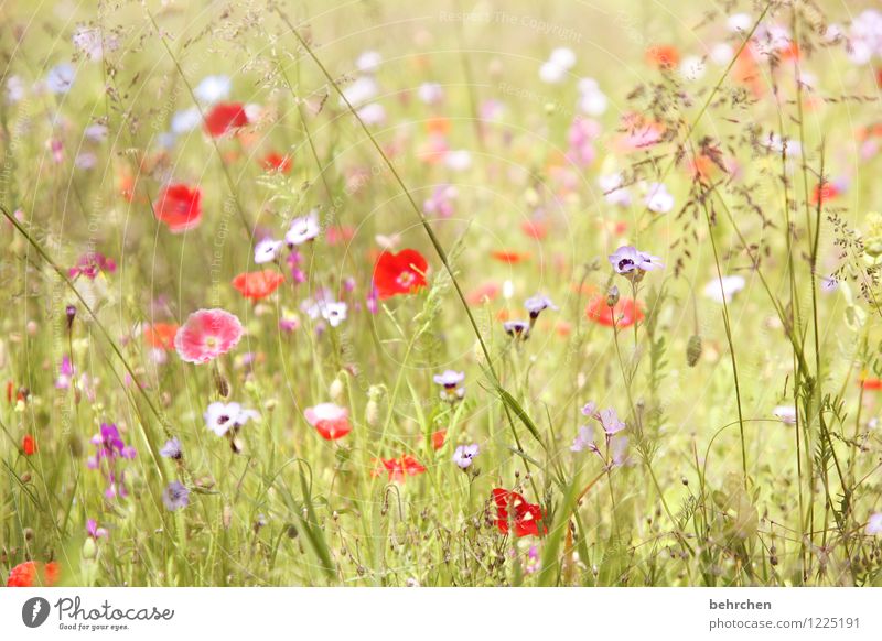 frau sommer lässt grüßen... Natur Pflanze Frühling Sommer Schönes Wetter Blume Gras Blatt Blüte Wildpflanze Mohn Garten Park Wiese Blühend Wachstum schön