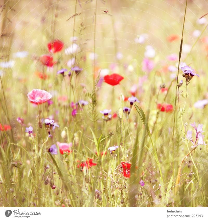 g Natur Pflanze Frühling Sommer Herbst Schönes Wetter Blume Gras Blatt Blüte Wildpflanze Mohn Garten Park Wiese Feld Blühend Wachstum schön Kitsch violett rosa