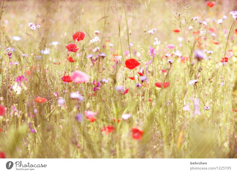 falscher tag, egal! Natur Pflanze Frühling Sommer Schönes Wetter Blume Gras Blatt Blüte Wildpflanze Mohn Garten Park Wiese Blühend Duft verblüht Wachstum schön