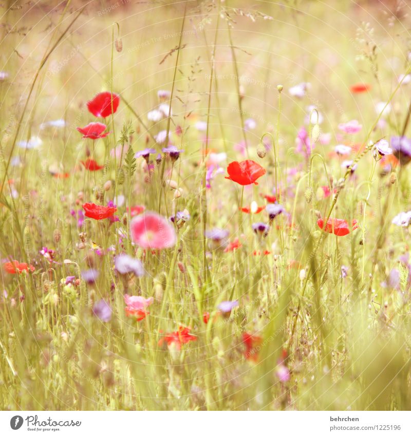 darf ich vorstellen: flora sommer Natur Landschaft Pflanze Sommer Blume Gras Blatt Blüte Wildpflanze Mohn Garten Park Wiese Feld Blühend Wachstum Duft schön