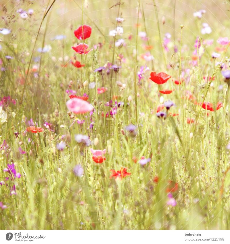 flora sommer is back! Natur Pflanze Frühling Sommer Schönes Wetter Blume Gras Blatt Blüte Wildpflanze Mohn Garten Park Wiese Feld Blühend Duft verblüht Wachstum