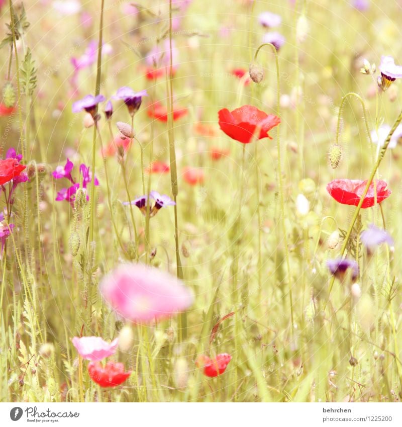 (h) Natur Pflanze Frühling Sommer Herbst Schönes Wetter Blume Gras Blatt Blüte Wildpflanze Mohn Garten Park Wiese Feld Blühend Wachstum schön Kitsch violett