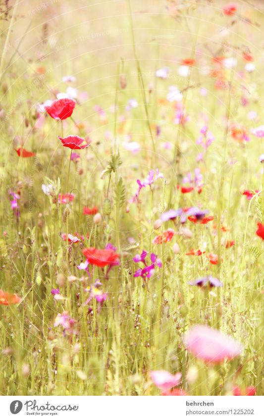 pfingstmo(h)ntag war gestern Natur Pflanze Frühling Sommer Schönes Wetter Blume Gras Blatt Blüte Mohn Garten Park Wiese Blühend Duft verblüht Wachstum schön