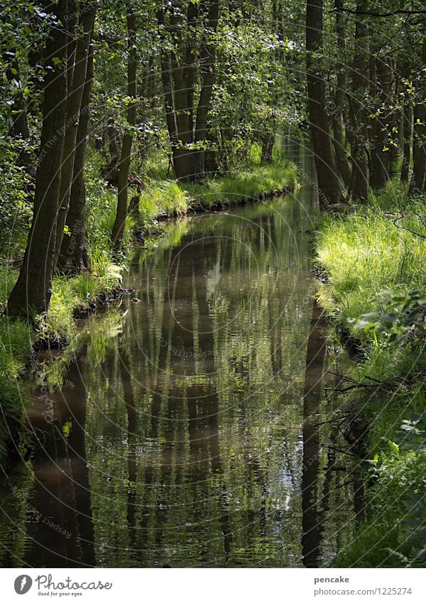 spreedorado | eintauchen Natur Landschaft Urelemente Wasser Frühling Sommer Wald Bach Stimmung Geborgenheit Abenteuer Wege & Pfade Wunsch Spreewald fließen