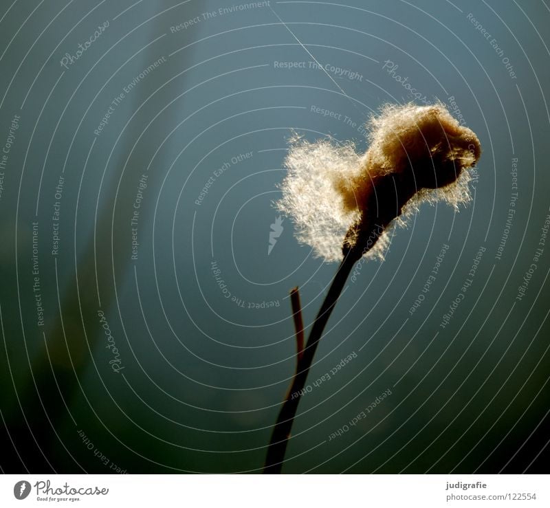 Am See, sonntags Teich Schilfrohr Gras Gegenlicht Sonntag träumen weich zart schön Umwelt Farbe Wasser Pollen Samen Natur