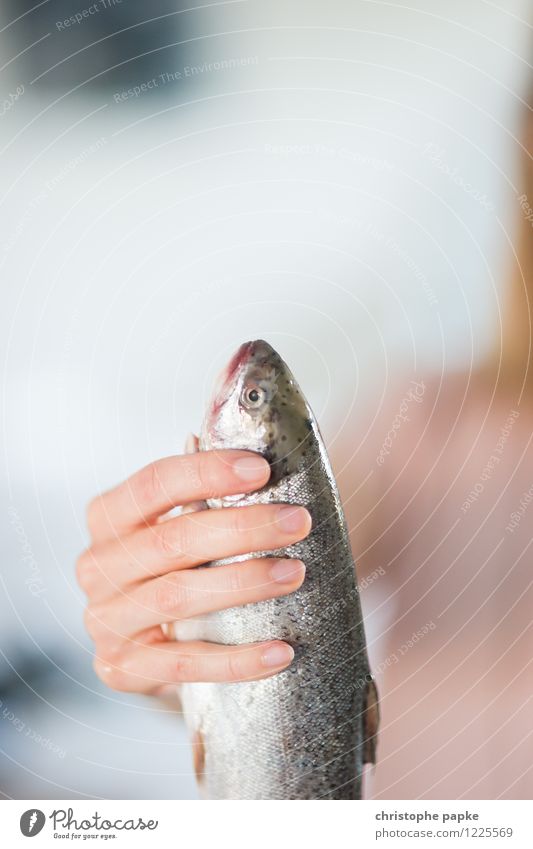 Frischer Fang Fisch Ernährung feminin Hand 1 Mensch Tier Totes Tier Tiergesicht Schuppen festhalten frisch Forelle roh Farbfoto Innenaufnahme Nahaufnahme