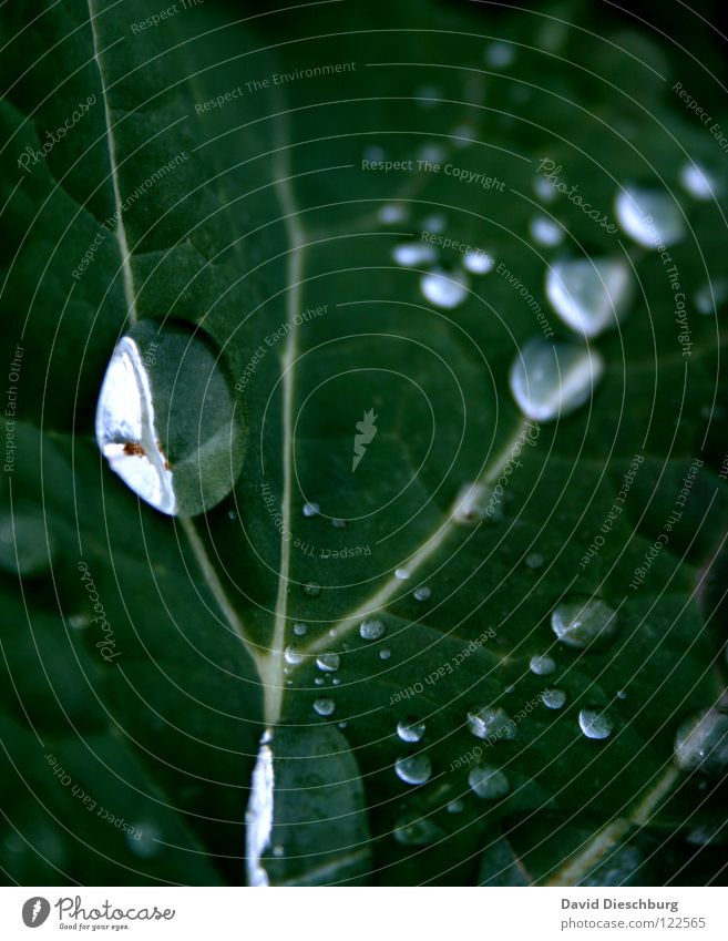 Klare Tropfen Blatt Wassertropfen grün Reflexion & Spiegelung dunkelgrün Pflanze Feld Wiese Makroaufnahme Nahaufnahme Regen Pearls blau weis Lupe Klarheit