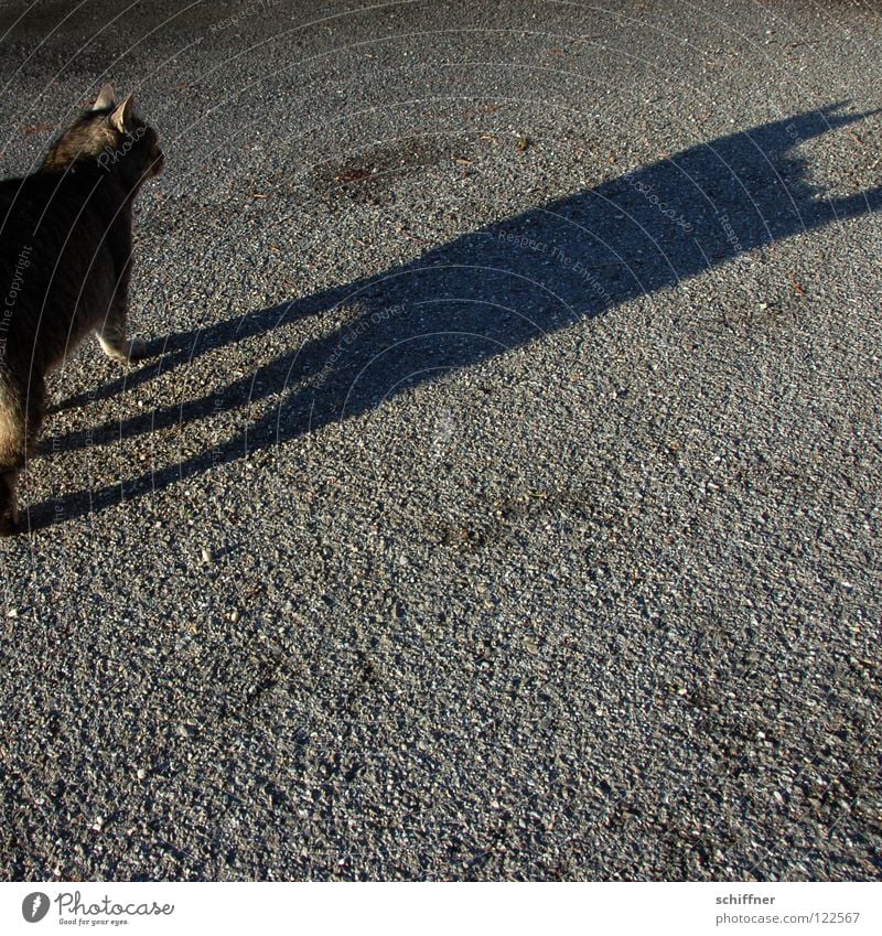 Catwalk III Katze Hauskatze Tier Säugetier Laufsteg stolzieren Fell Schwanz Zuneigung Schatten Felidae Tigerle MuschMusch gehen ranpirschen Haare & Frisuren