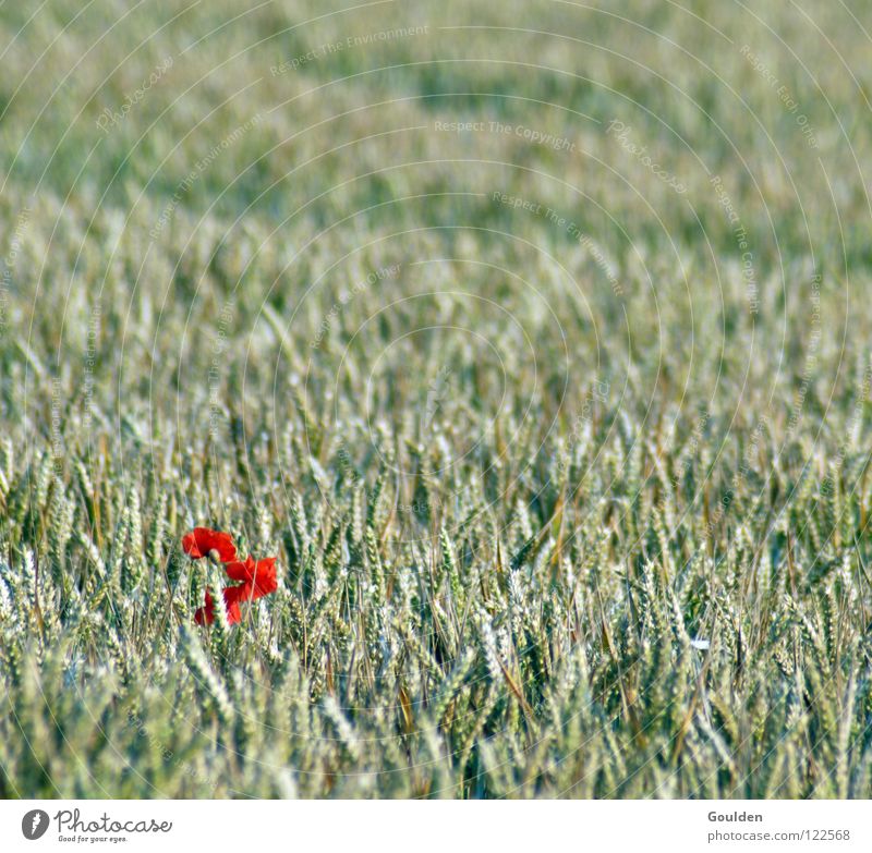 Mohn auf 8 Uhr Feld Mohnfeld Weizen Kornfeld Blume Weizenfeld Roggen Gerste ökologisch typisch Einsamkeit einzeln außergewöhnlich Anomalie vereinzelt rot Sommer