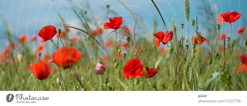 Mohn Getreide Sommer Sonne Umwelt Natur Landschaft Pflanze Himmel Wolkenloser Himmel Frühling Schönes Wetter Blume Blüte Nutzpflanze Mohnblüte Feld Blühend