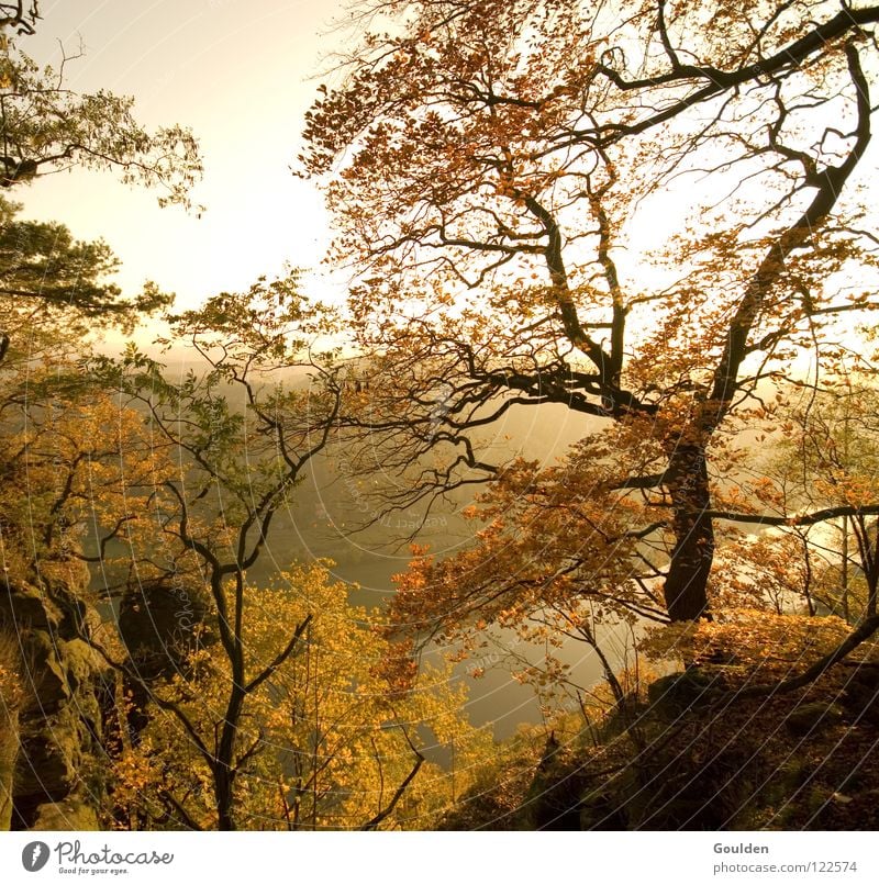 Herbst Baum Blatt Bastei braun Stimmung Jahreszeiten rot gelb Ferien & Urlaub & Reisen Erholung Elbe Caspar David Friedrich Elbtal gold Natur Kitsch Ausflug