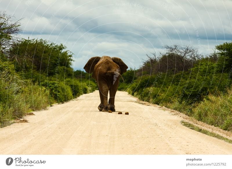 Drauf geschissen... Ferien & Urlaub & Reisen Tourismus Ferne Safari Natur Landschaft Tier Wolken Savanne Etoscha-Pfanne Afrika Straße Wege & Pfade Wildtier Zoo