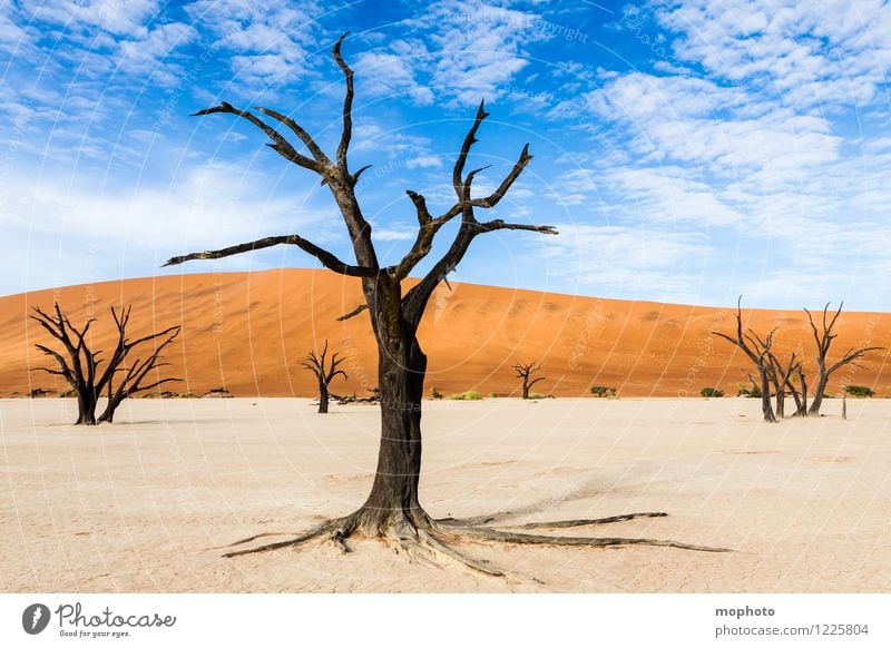 Tal des Todes #1' Ferien & Urlaub & Reisen Tourismus Ferne Safari Umwelt Natur Landschaft Erde Himmel Wolken Klima Klimawandel Wärme Dürre Pflanze Baum Wald