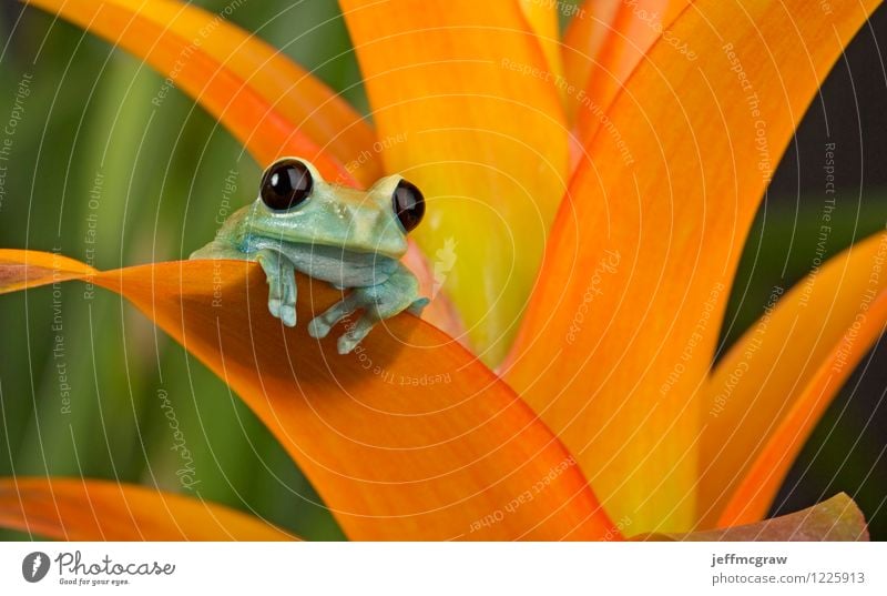 Treefrog die Aussicht genießen Umwelt Natur Pflanze Tier Grünpflanze exotisch Haustier Frosch Tiergesicht 1 Blick sitzen hell schön einzigartig klein niedlich