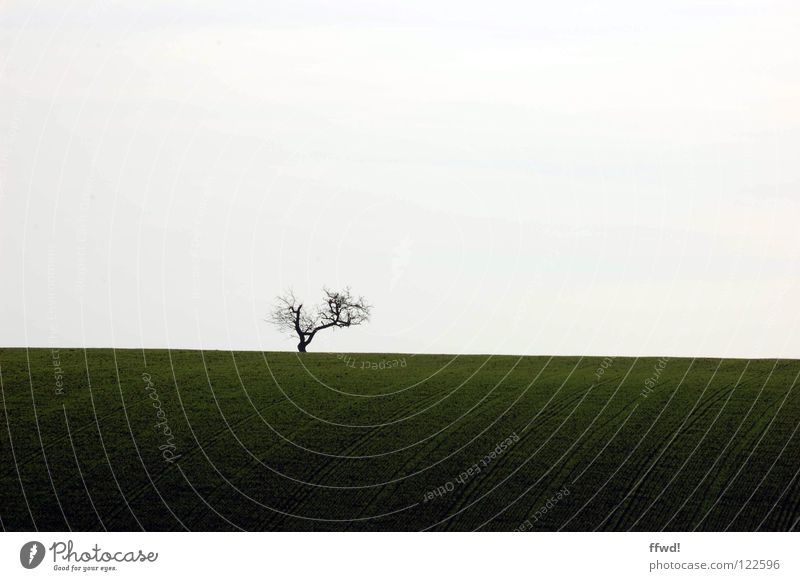 solitude Baum Zweige u. Äste Geäst Einsamkeit karg einfach simpel reduziert sehr wenige trist Silhouette Feld Streifen Linie Spuren Wege & Pfade gepflügt