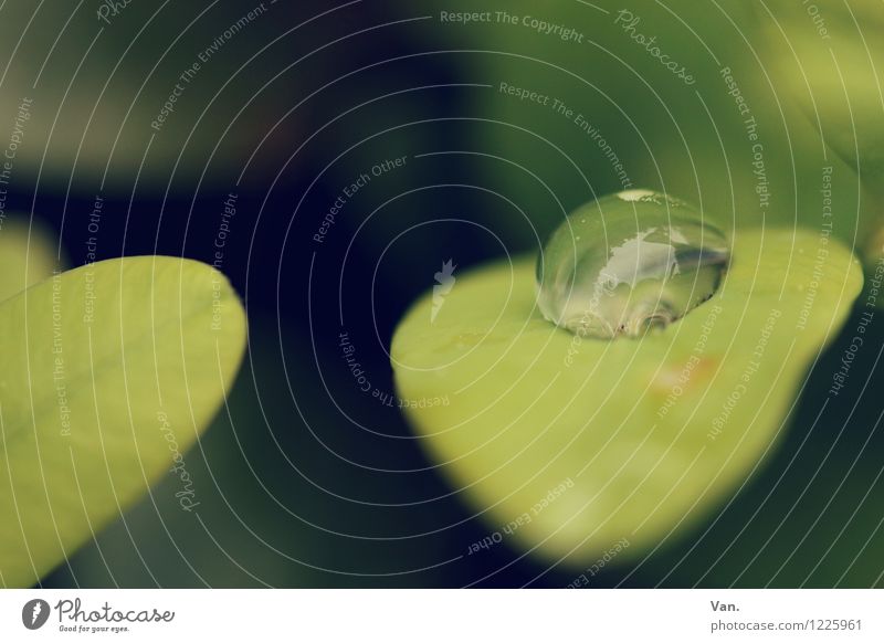 Regenrest Natur Pflanze Wassertropfen Blatt Grünpflanze frisch grün Farbfoto Gedeckte Farben Außenaufnahme Nahaufnahme Makroaufnahme Menschenleer