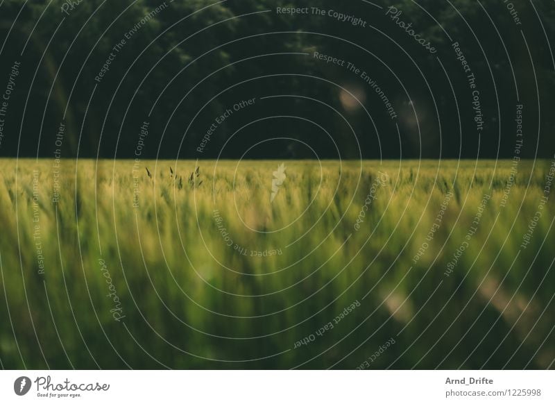 Feld Natur Landschaft Pflanze Schönes Wetter Nutzpflanze Wiese Wald grün Waldrand Farbfoto Gedeckte Farben Außenaufnahme Textfreiraum oben Textfreiraum unten