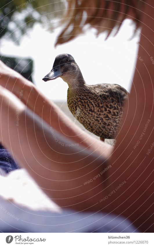 Was gibt´s denn da? Haut Haare & Frisuren Arme Tier Wildtier Vogel Ente Entenvögel Stockente beobachten Blick frech natürlich Neugier feminin Interesse Feder