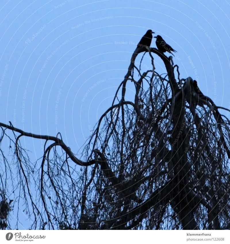 Die Liebe Rabenvögel Treue Zusammensein Feder Krallen Geborgenheit Wunsch Nachkommen Baum Wald Blatt Laubbaum Krähe Winter kalt gefroren erfrieren Park Gemälde