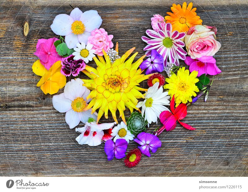 Blütenherz auf Holz Glück Sommer Garten Valentinstag Muttertag Hochzeit Blume Rose Schmuck Herz alt Liebe gelb rosa Romantik Rahmen Holzhintergrund Blumenherz