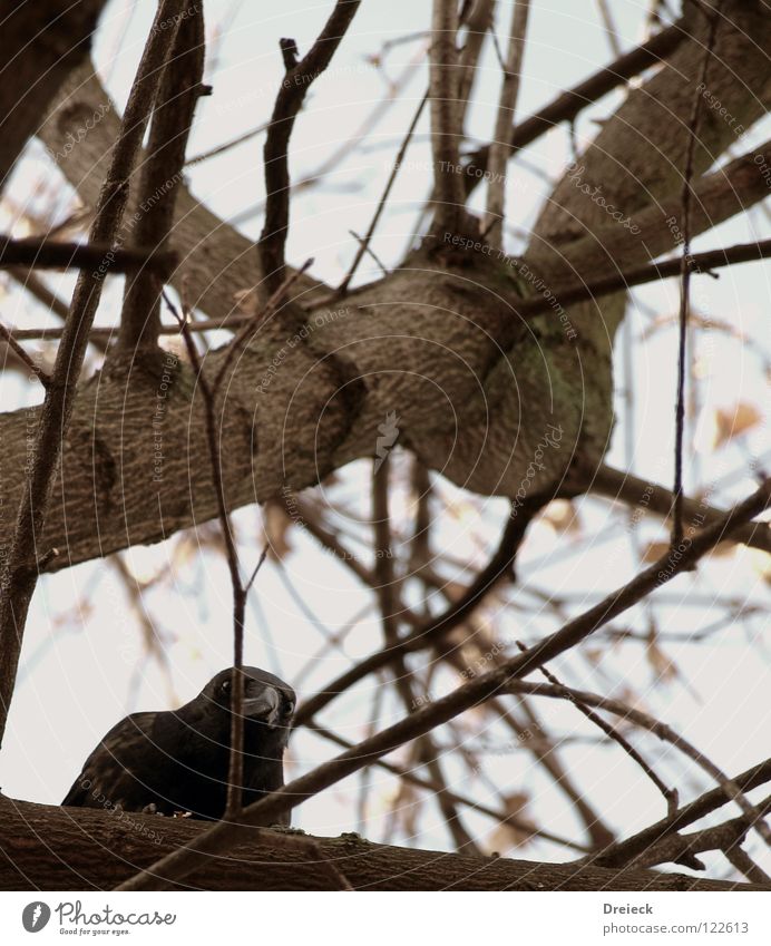 Aaskrähe II Vogel Luft gefiedert Schnabel schwarz dunkel braun Tier Baum Sträucher Blatt Baumkrone Krähe Rabenvögel Aasfresser Himmel fliegen Feder