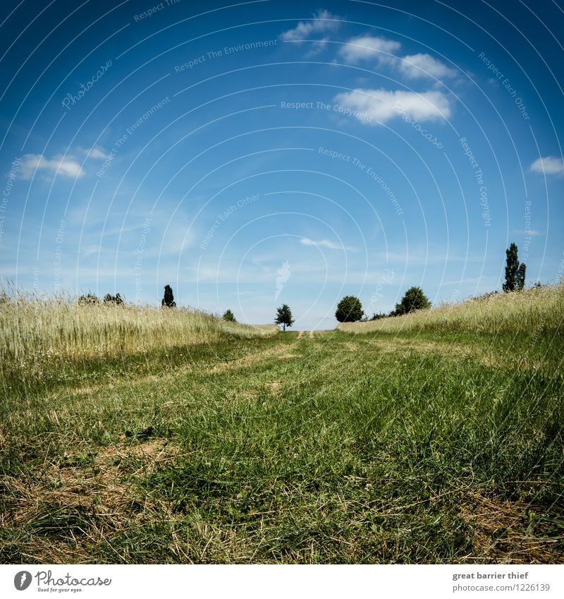 Weg im Getreidefeld Umwelt Natur Landschaft Tier Himmel Wolken Frühling Sommer Schönes Wetter Baum Nutzpflanze Wiese Feld genießen Idylle Blauer Himmel blau