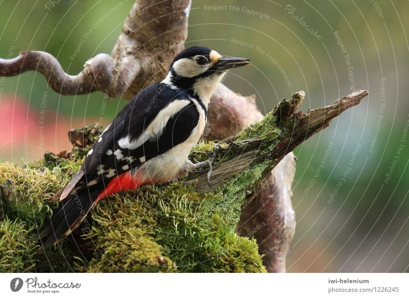 Buntspecht Tier Vogel Holz beobachten sitzen Neugier braun rot schwarz weiß achtsam Wachsamkeit Moos Ast Wurzel Dendrocopos major Farbfoto Außenaufnahme