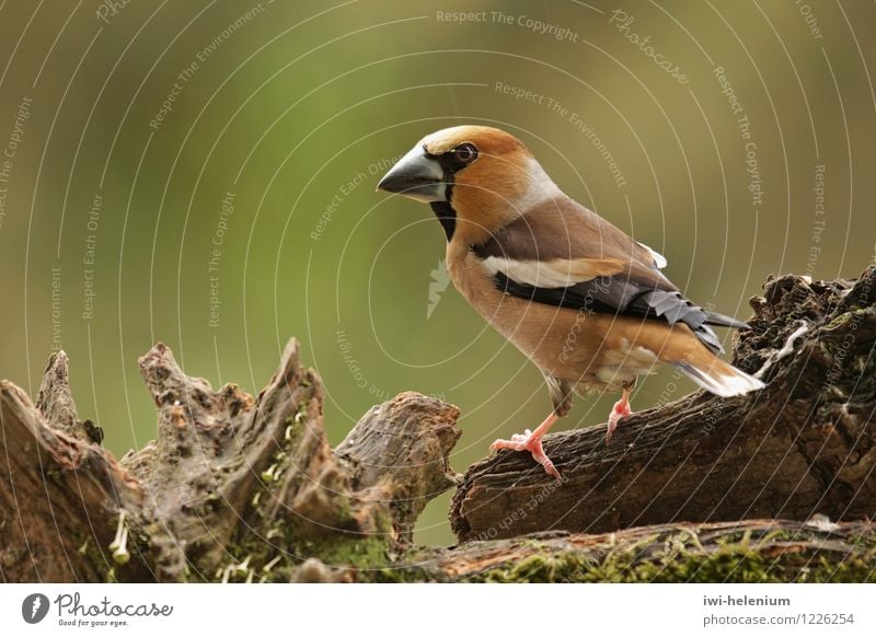 Kernbeißer Tier Vogel Holz stehen braun grau schwarz weiß Wachsamkeit Natur Kernbeisser Farbfoto Außenaufnahme Nahaufnahme Hintergrund neutral Tag Tierporträt