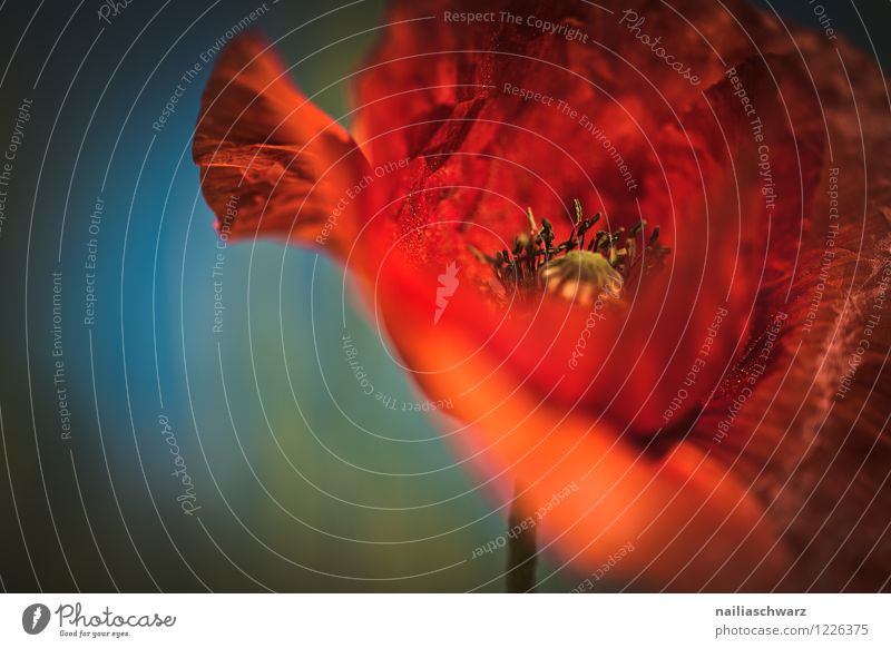 Mohn Sommer Umwelt Natur Pflanze Blume Wiese Feld Blühend Wachstum fantastisch natürlich schön viele blau rot Romantik friedlich elegant Farbe Leidenschaft