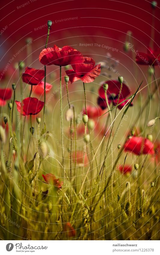 Mohnwiese Sommer Umwelt Natur Landschaft Pflanze Blume Blüte Wiese Feld natürlich schön viele grün rot Romantik friedlich Klatschmohn mohnwiese Mohnfeld