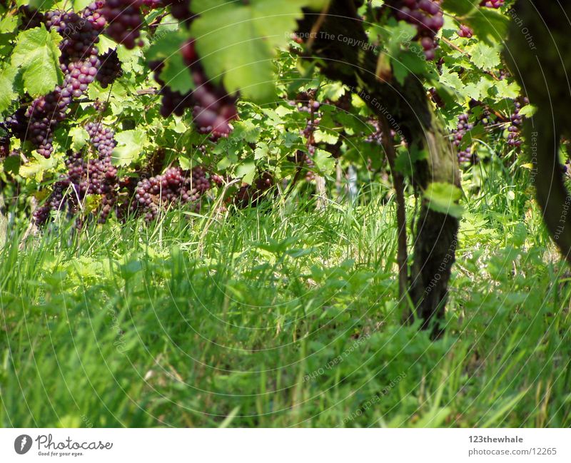 Weinreben Weintrauben Rotwein