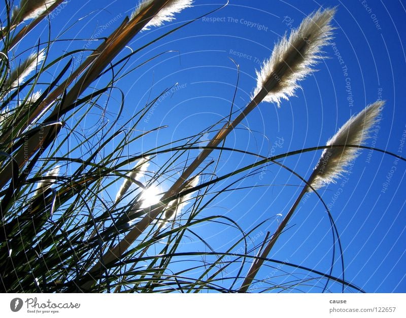 Wiesenglück Halm Gras Stroh grün Frühling Sonne blau Himmel Wind