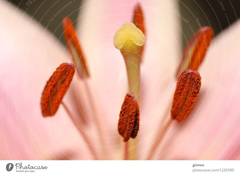 Blüten makro Natur Pflanze Blume Blatt ästhetisch Duft frisch saftig gelb rosa Blütenkelch Staubfäden Fruchtblätter Pollen Narbe Blütenblatt farbintensiv feucht