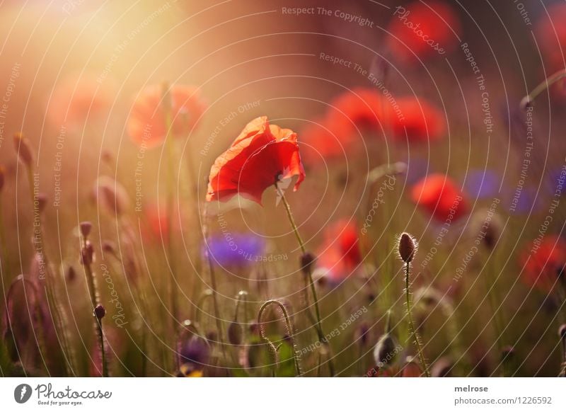 I looooove it Mohn elegant Stil Design Natur Pflanze Schönes Wetter Blume Gras Blüte Wildpflanze Klatschmohn Mohnfeld Kornblume Blütenstiel Wiese Rauschmittel