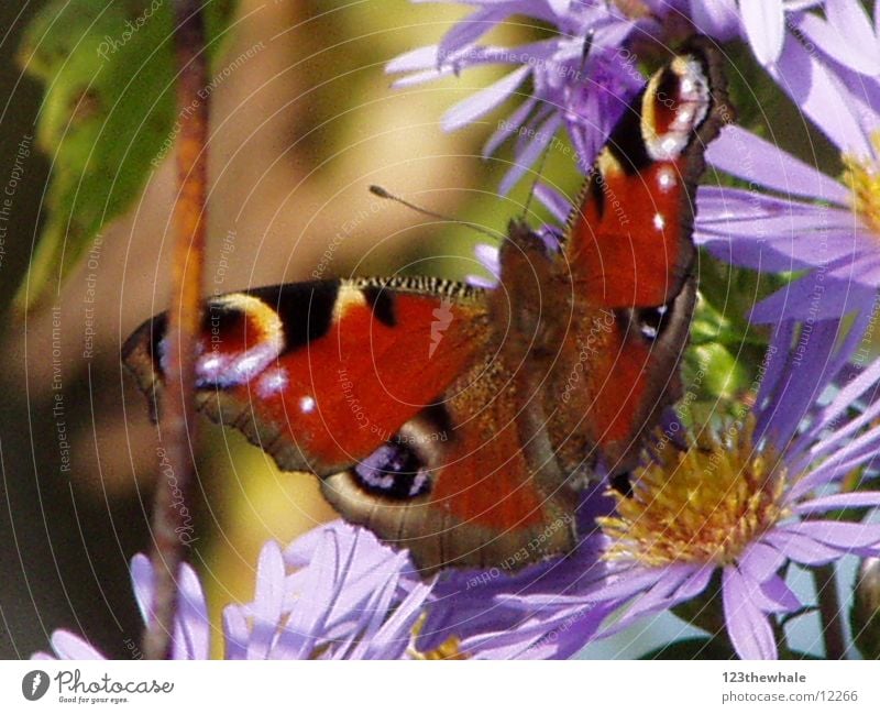 Pfauenauge Schmetterling Astern